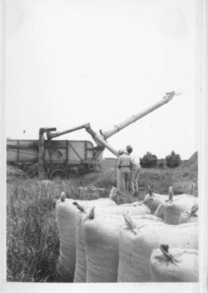 Primary view of object titled '[Rice harvesting operation.]'.