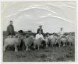 Photograph: Eleven Men with Eight Sheep