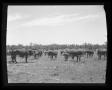 Photograph: Herd of Cattle
