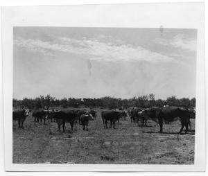 Primary view of object titled 'Herd of Cattle'.