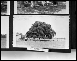 Primary view of object titled '[Photograph of 100-year-old Tree]'.