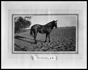 Primary view of object titled 'Horse #1'.