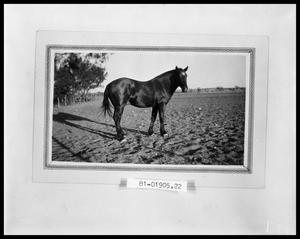Primary view of object titled 'Horse #2'.