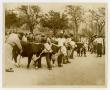 Thumbnail image of item number 1 in: '1949 Livestock Show, Travis County'.