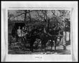 Photograph: Women with Horse and Buggy