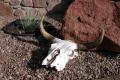 Thumbnail image of item number 1 in: 'Cattle skull'.