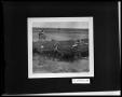 Photograph: Cattle Drive
