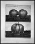 Primary view of Humor Postcard, Apple; Humor Postcard, Pumpkin
