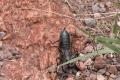 Photograph: Giant Vinegaroon or Desert Whiptail Scorpion, Mastigoproctus giganteus