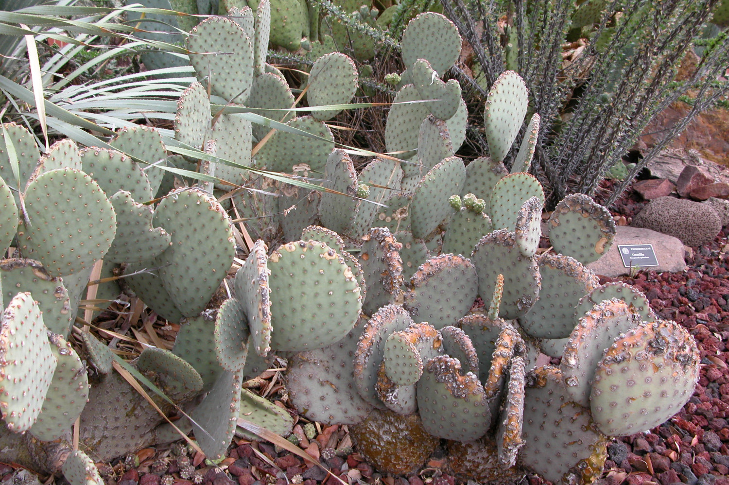 Cactaceae, Blind Prickly Pear, Opuntia rufida
                                                
                                                    [Sequence #]: 1 of 1
                                                