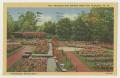 Postcard: [Postcard of Municipal Rose Gardens in Ritter Park]