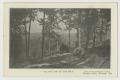 Primary view of [Postcard of Top of the Hill at Winslow Park]