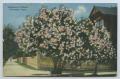 Postcard: [Postcard of Oleanders in Bloom]