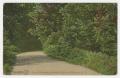 Postcard: [Postcard of a Biltmore Drive]