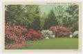Postcard: [Postcard of Bellingrath Gardens]