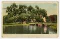 Primary view of [Postcard of the Washington Oak at Audubon Park in New Orleans]