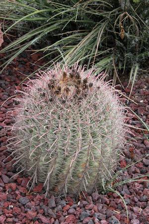 Primary view of object titled 'Cactaceae, Arizona Barrel Cactus, Ferocactus wislizeni'.