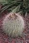 Thumbnail image of item number 1 in: 'Cactaceae, Arizona Barrel Cactus, Ferocactus wislizeni'.