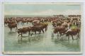Primary view of [Postcard of Cattle at Water]