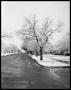 Photograph: Snow Pictures of Streets and Trees