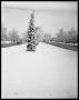 Photograph: Snow Pictures of Streets and Trees