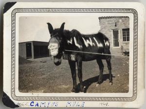 Primary view of object titled '[Lutheran Concordia College campus mule]'.
