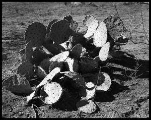 Primary view of object titled 'Cactus'.