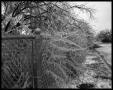 Photograph: Ice and Snow in January #1