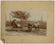 Photograph: [Photograph of Horse-Drawn Carriage]