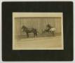 Photograph: [Photograph of Horse and Buggy]