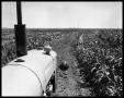 Photograph: Tractor in Field of Crops #2