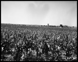 Primary view of object titled 'Crops at Miles and Winters, Texas'.
