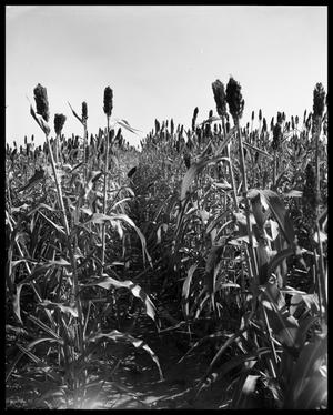 Primary view of object titled 'Crops at Miles and Winters, Texas #2'.