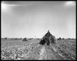 Primary view of Crops at Miles and Winters, Texas