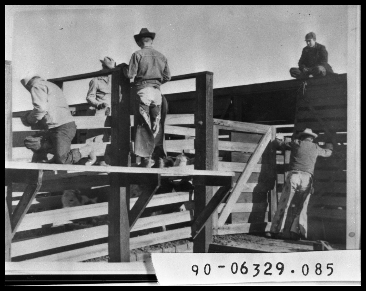 Men Unloading Cattle From Rail Car
                                                
                                                    [Sequence #]: 1 of 1
                                                