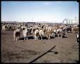 Primary view of Edgar Davis Feed Lot #1