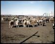 Primary view of Edgar Davis Feed Lot #2