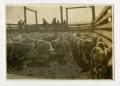 Photograph: [Sheep in Livestock Pens #2]
