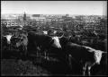 Primary view of [Cattle Yard]