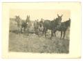 Primary view of [Family with Mule and Horse Plows]