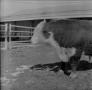 Photograph: [Photograph of a Bull]