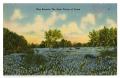 Postcard: [Postcard of Bluebonnet Field]