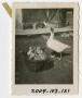Photograph: [Photograph of Mother Goose and Goslings]