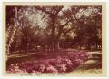 Photograph: [Spring Bloom at Lee Park]