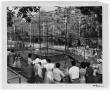 Thumbnail image of item number 1 in: '[Monkey Cage at Marsalis Zoo]'.