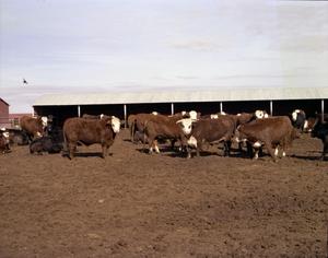 Primary view of object titled '[Hereford Cattle]'.