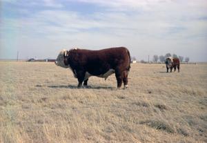 Primary view of object titled '[Hereford Bull]'.