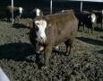 Thumbnail image of item number 1 in: '[Hereford Cattle]'.