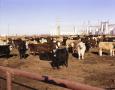 Primary view of [Photograph of Cattle]