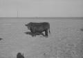 Primary view of [Angus Cow]